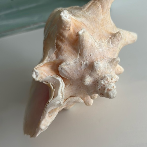 Queen Conch Shell Pink Interior Nautical Beach Decor Natural Sculpture - Picture 10 of 11